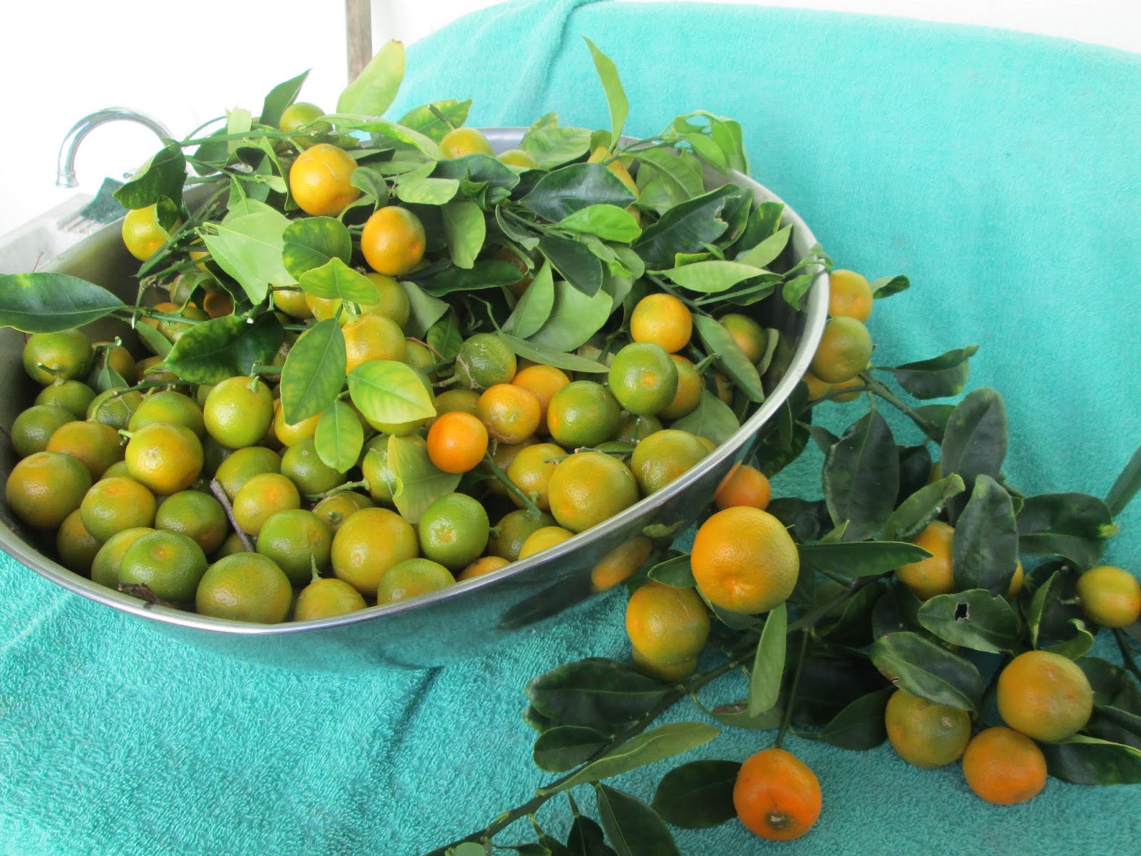 Garden Notes from Hawaii CALAMANSI ( x Citrofortunella microcarpa)