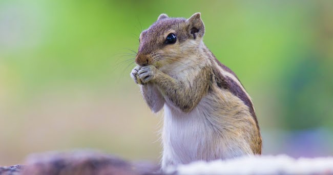 Tupai ini Memberikan Petunjuk Untuk Mengobati Kerusakan