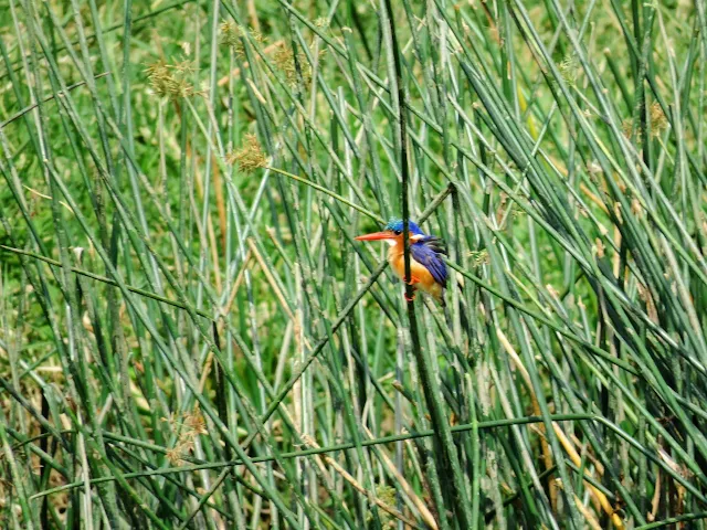 Malachite kingfisher in the reeds on the Kazinga Channel in Uganda