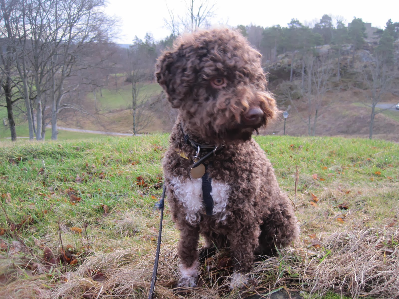 Bira - Lagotto Romagnolo