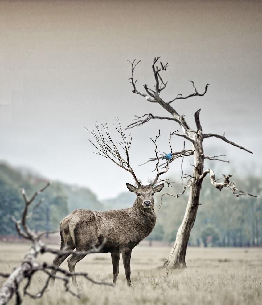 Brown Deer Near Withered Tree Brown Deer Near Withered Tree