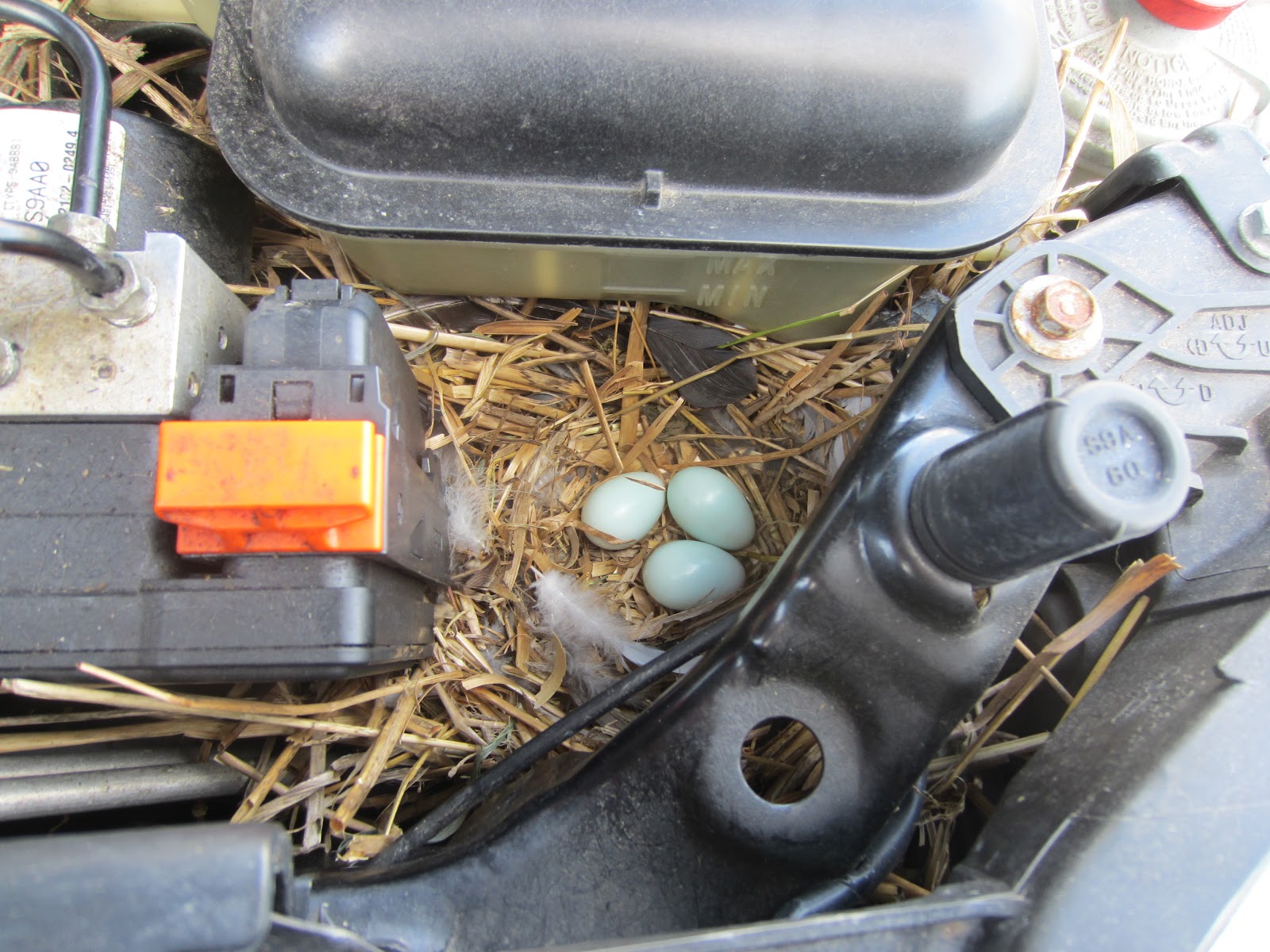 Crystal Earthworks: Bird Nest In Car!