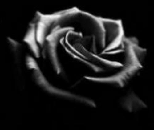 COOL IMAGES: black rose wallpaper