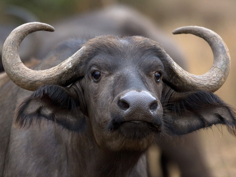 Best Photo The buffalo is a ruminant herbivore mammal of the family