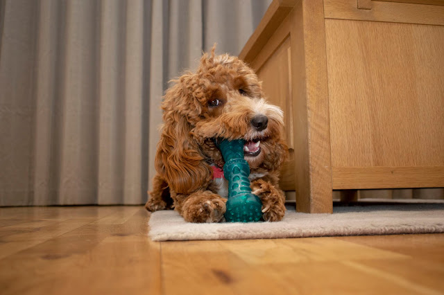 Red and white cockapoo puppy lying on floor with green toy in mouth
