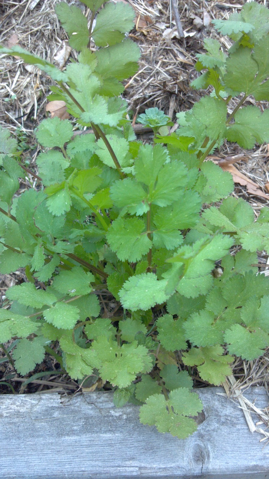 what-to-plant-in-october