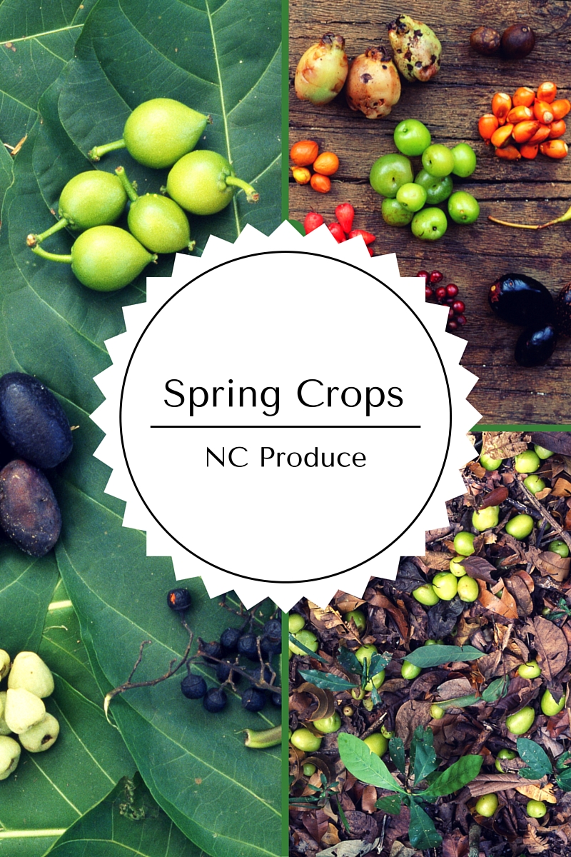 HinesSight Blog Garden Vegetables that Harvest in Spring