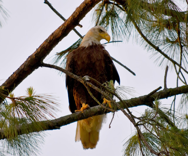 Bald Eagle at Houston, TX