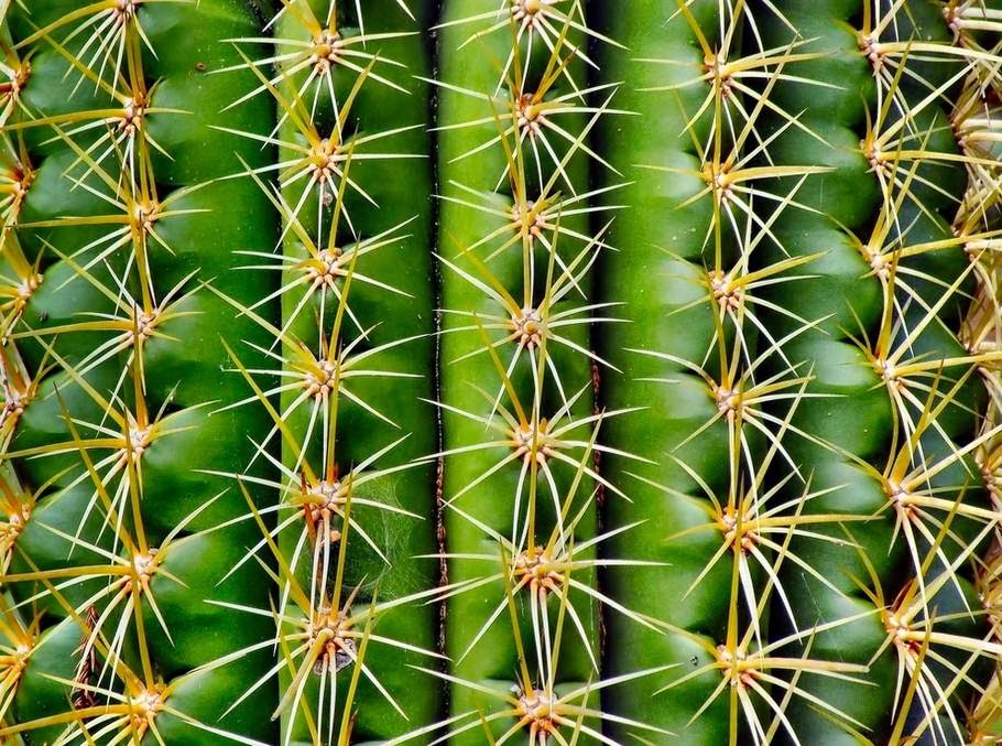 15-beautiful-examples-of-symmetry-in-nature-cars-2015-pics-hub