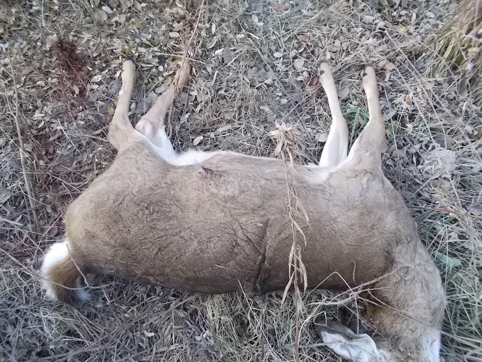 Eaton Rapids Joe Deer season, 2013 Update gory pictures warning