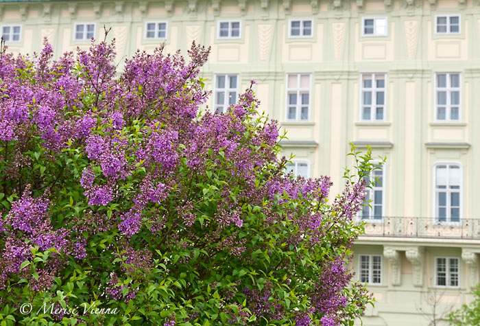 Syringa Stock Photos Syringa Stock Images Alamy