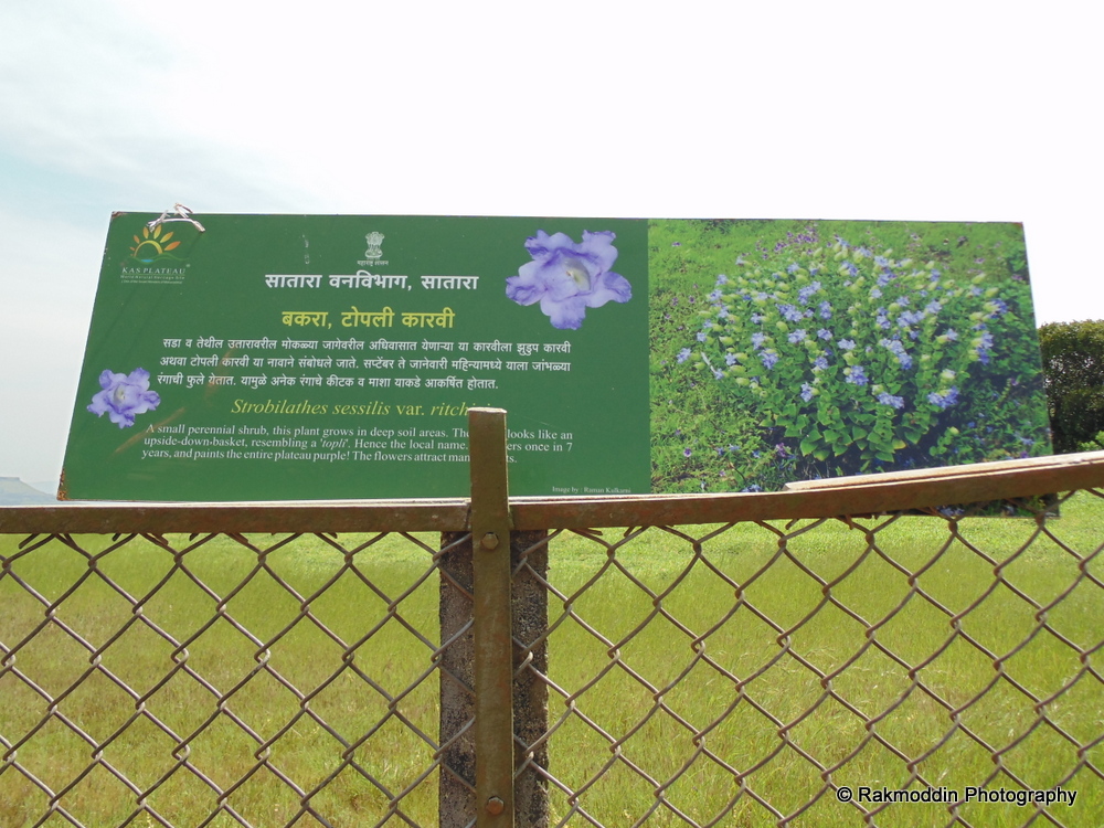 Kas Pathar Flowers valley in Maharashtra Rakmoddin's Travel Blog