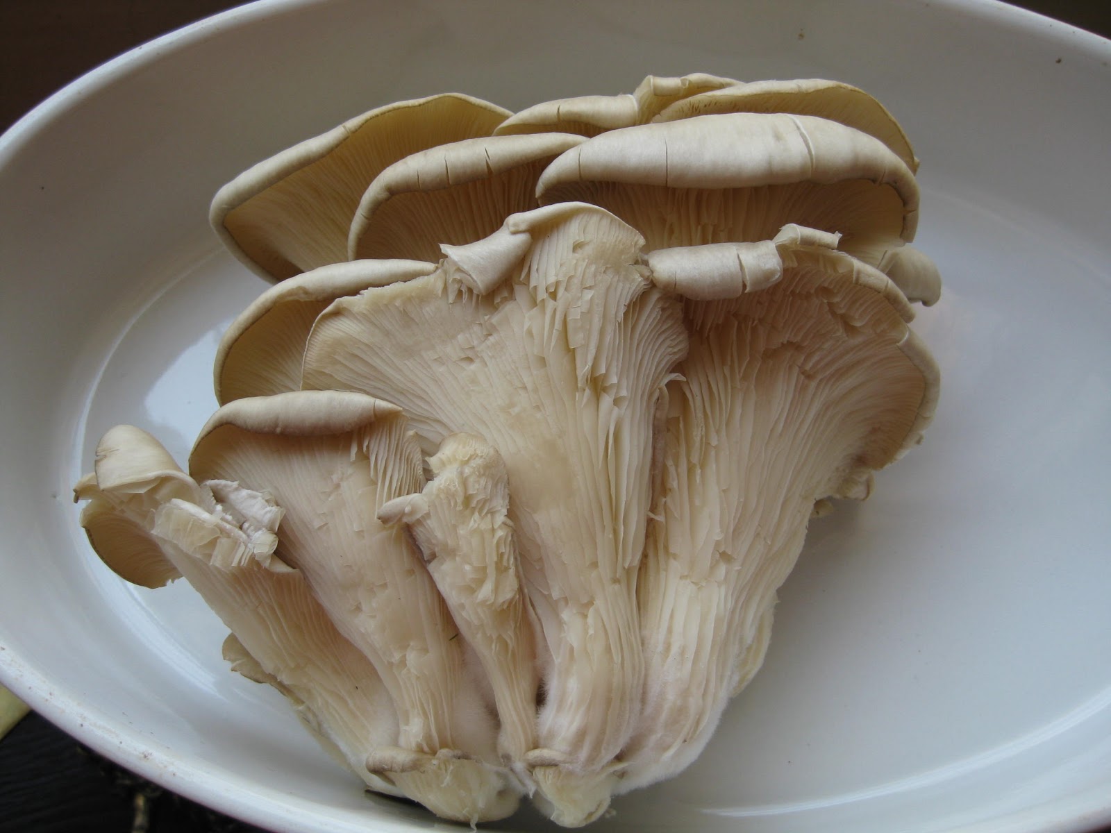 Flavors of the Sun Oyster Mushrooms Rockefeller