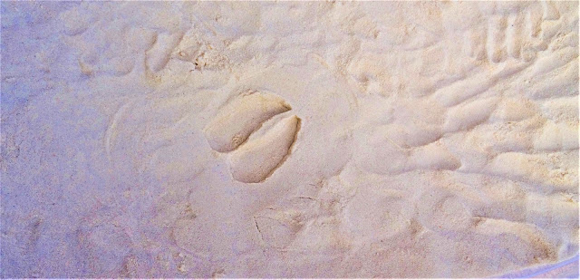 The perfect impression of a deer print in sand.