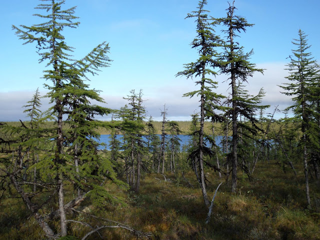 Siberian larch forests are still linked to the Ice Age