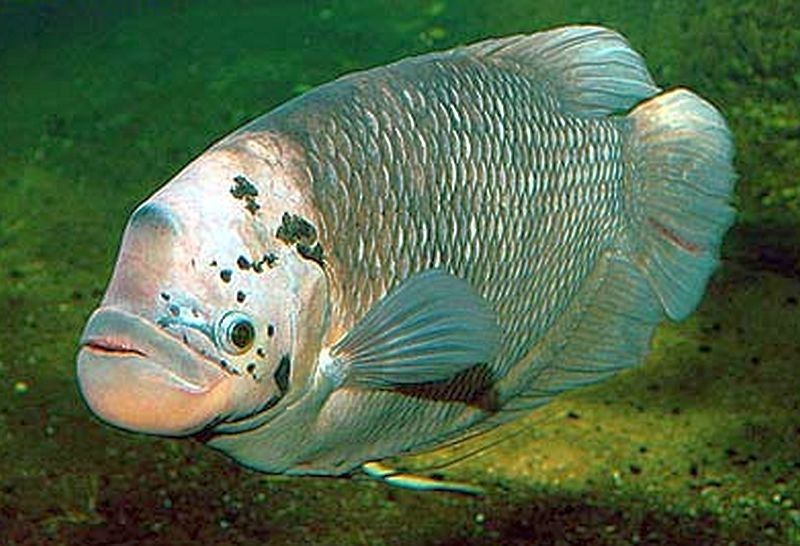 Ikan Fasciata Giant Gourami Ikan Hias Terbesar Dari Kelompoknya