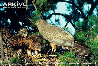 Spotted Harrier