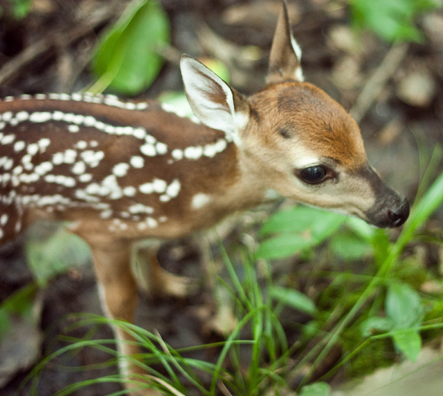 8 Beautiful Photos of Fawns The Life in The World