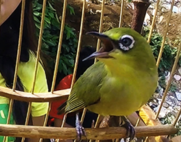 Cara Mudah Membedakan Burung Pleci Jantan Dan Betina Bisa Di Lihat Dari Ciri Dan Tingkah Laku Youtube