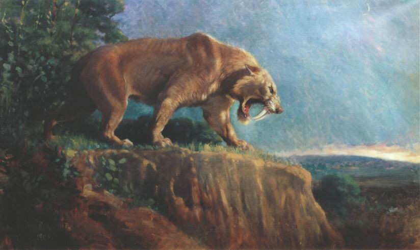 Wolverine Natural History Snow Wolverine Natural History Snow