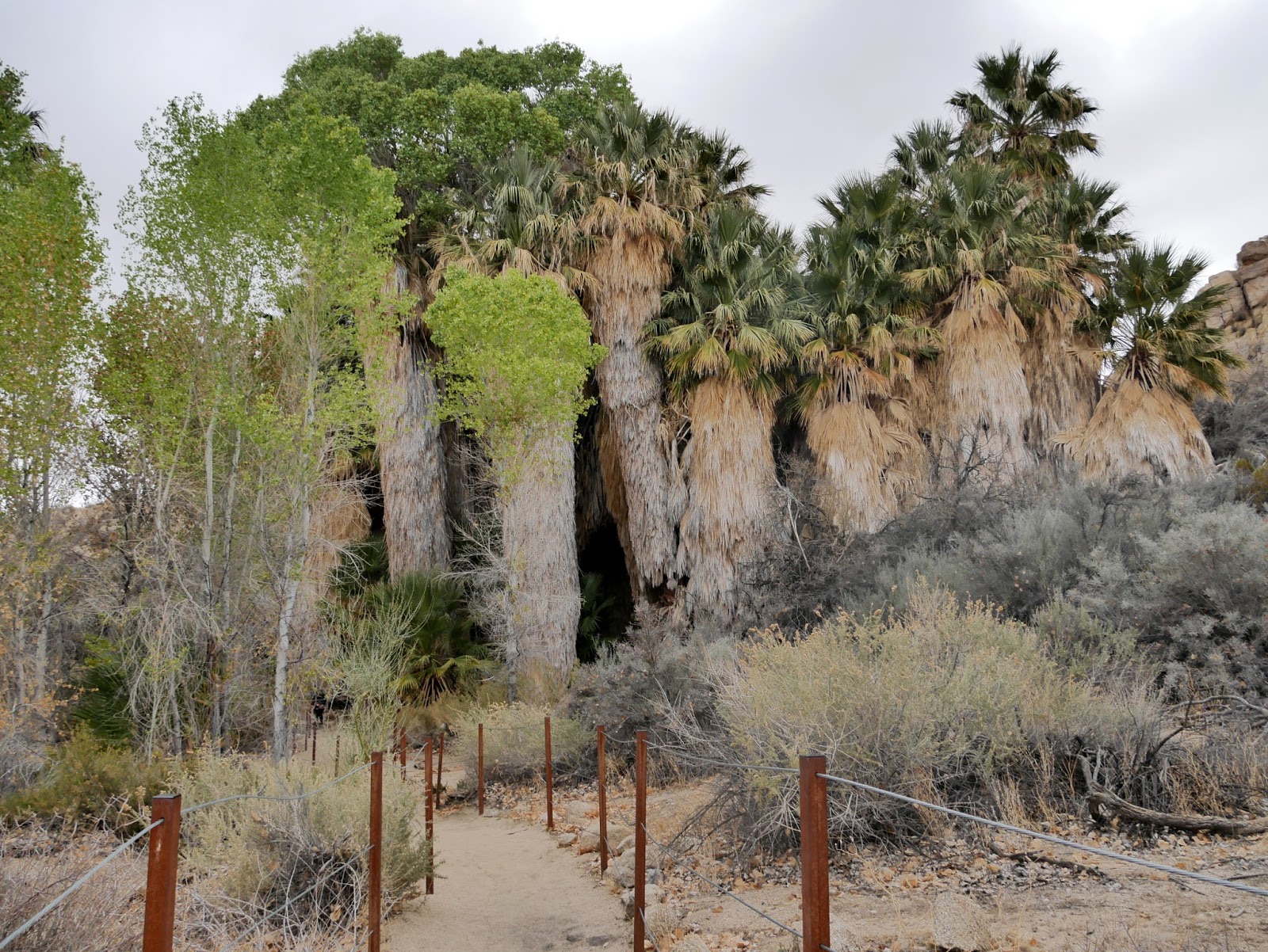 American Travel Journal Cottonwood Spring Joshua Tree National Park