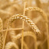 Malhando trigo no lagar