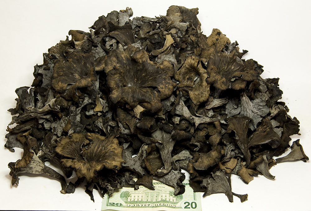 The 3 Foragers Foraging for Wild, Natural, Organic Food Black Trumpet