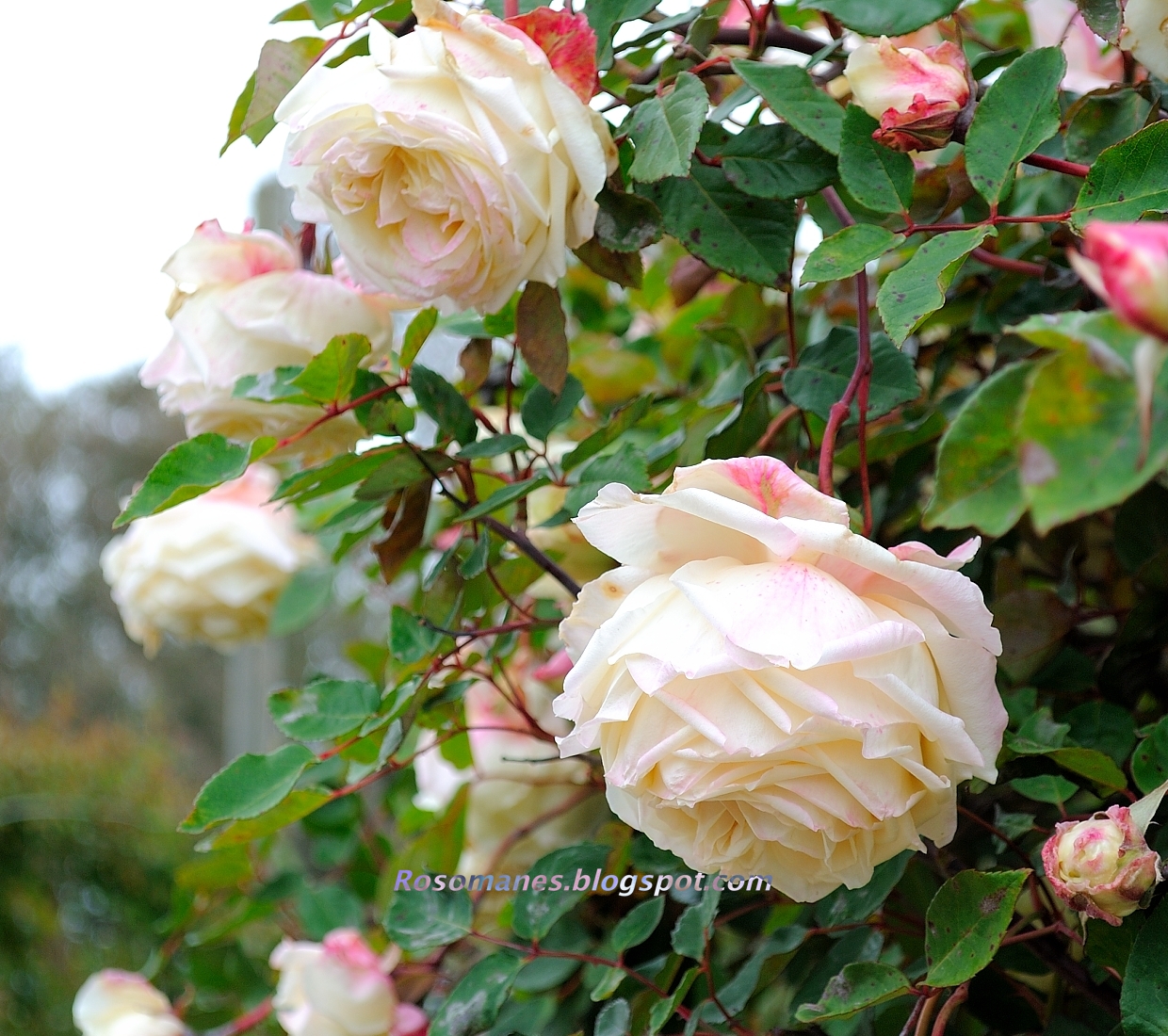 A Rose is a Rose...: What's In a Name: A Tea or Not A Tea