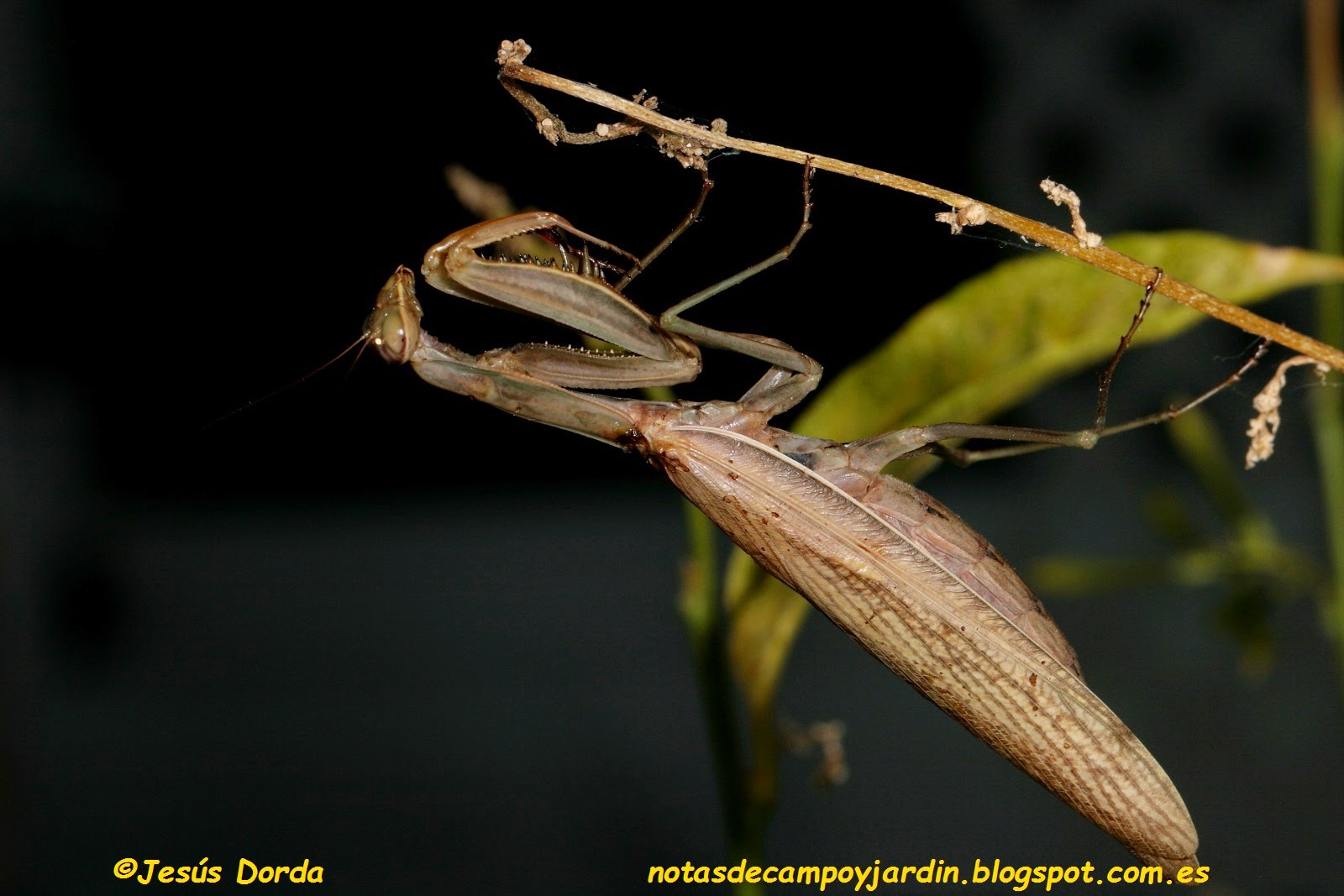 Notas de campo y jardín: Inquietantes mantis y sus presas