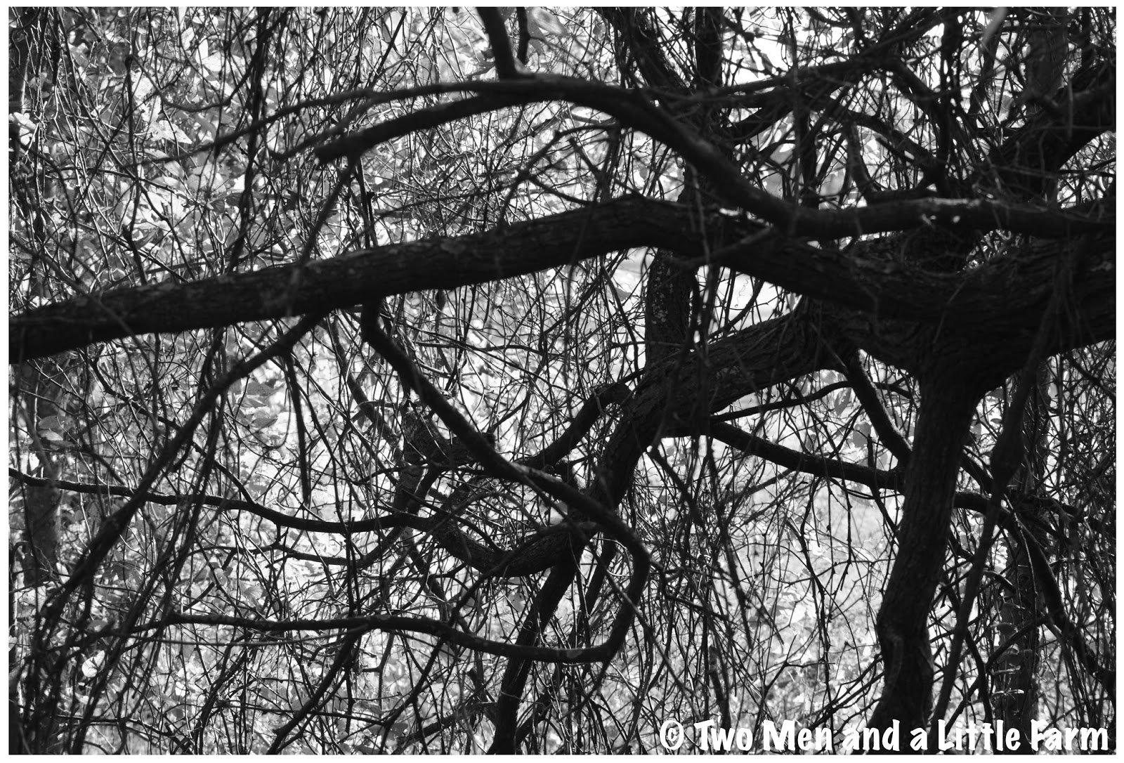 Two Men and a Little Farm BLACK AND WHITE TREES