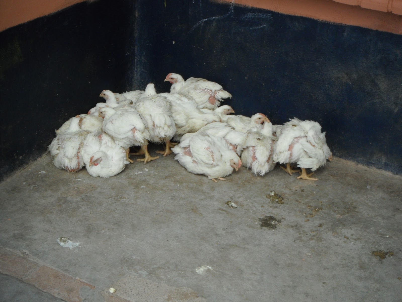 JANELLE KEITH The Day The Chickens Died