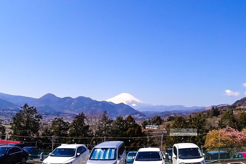 日本賞櫻,河津櫻,松田町賞櫻祭,河津櫻富士山,西平畑公園,