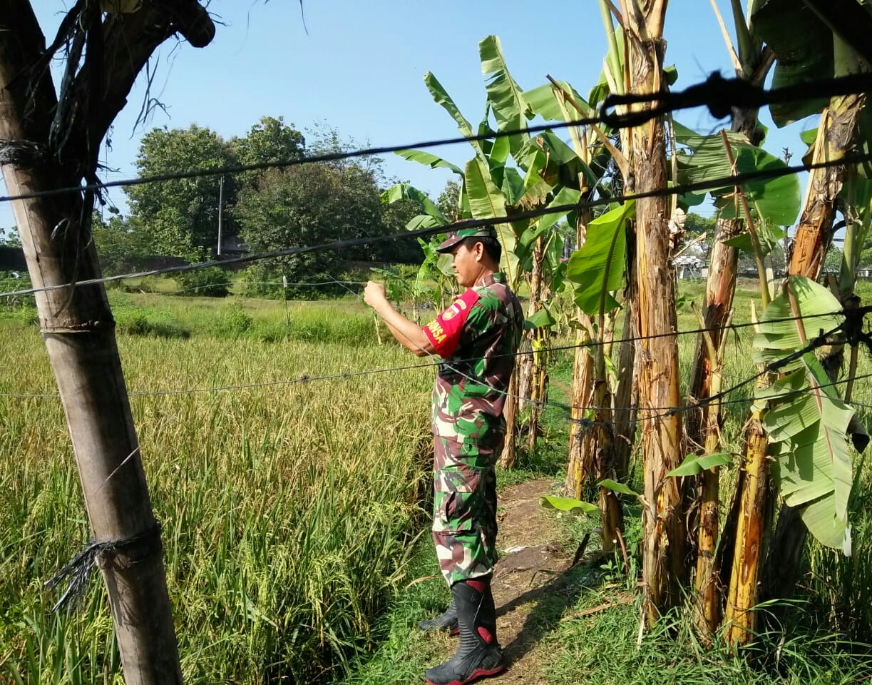 Babinsa Koramil 04 Jebres Kodim 0735 Surakarta Bantu Petani Usir