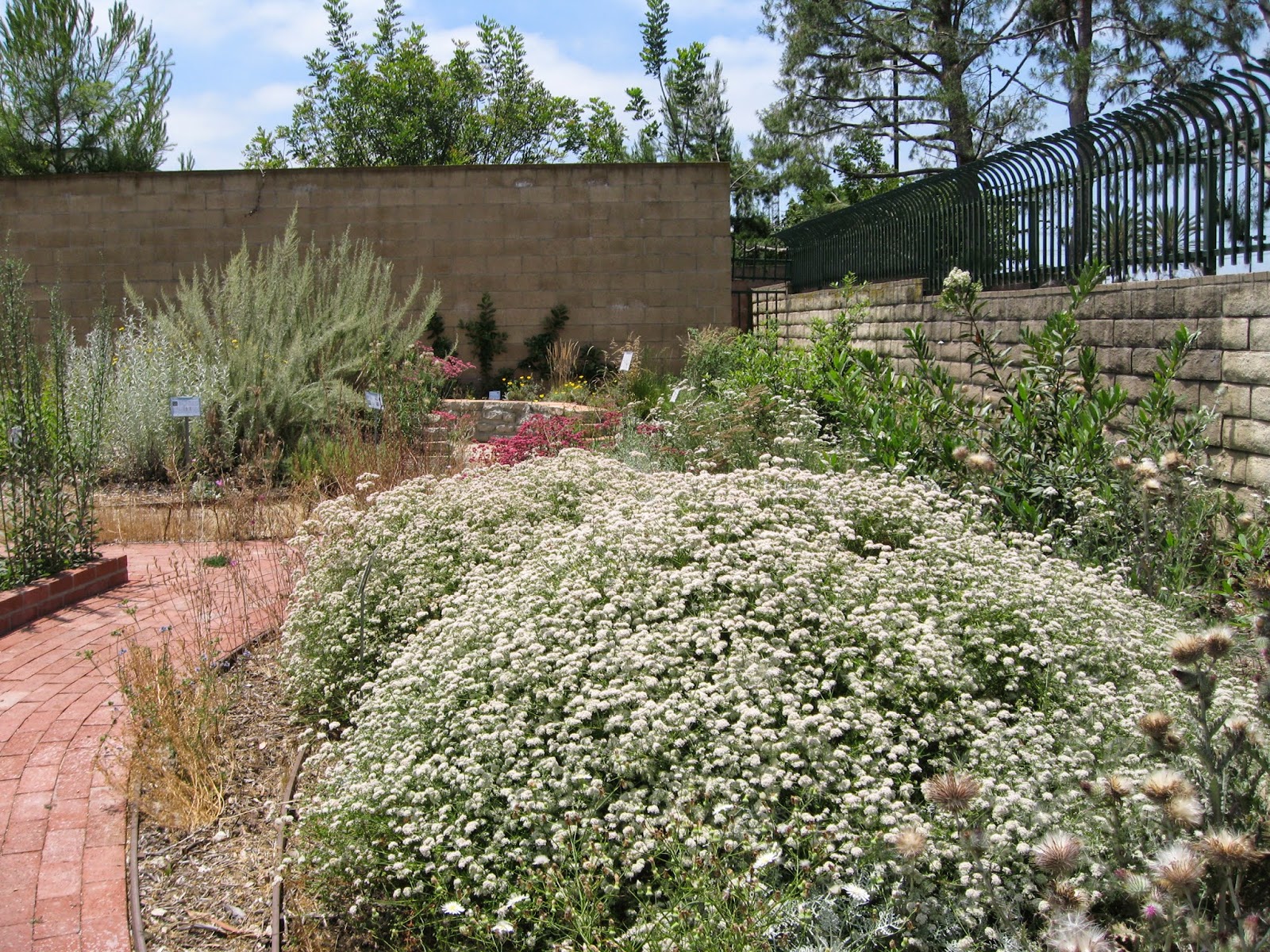 Mother Nature's Backyard A Waterwise Garden Plant of the Month