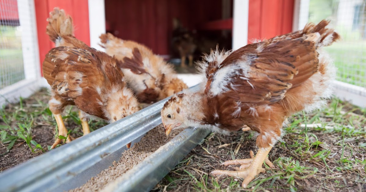 Pullet Grower Feed Recipe Paris Farmers Union