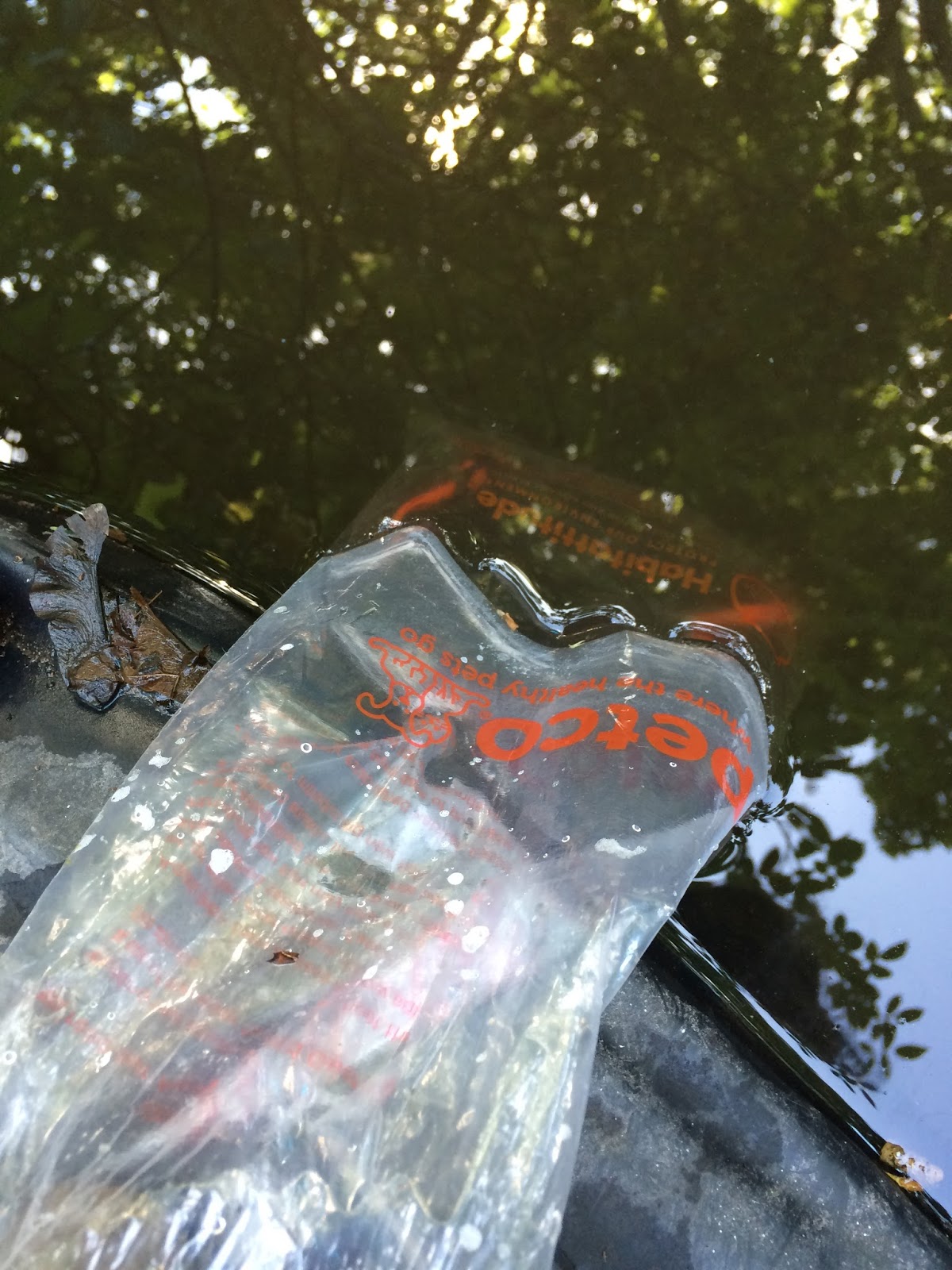 Mela S Thoughts How To Adapt Your Goldfish To Pond Water Temperature