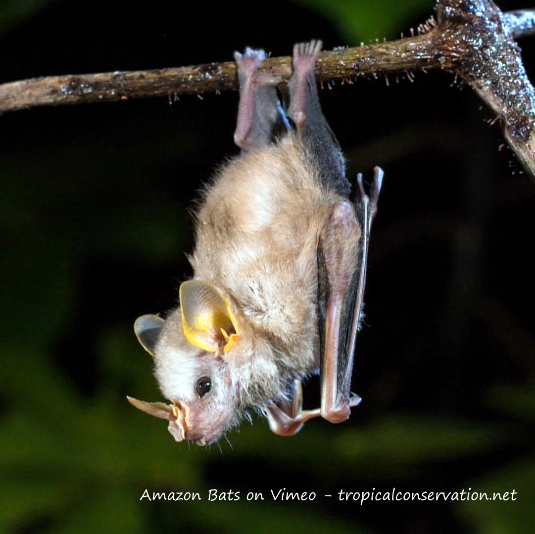 Amazon Bats