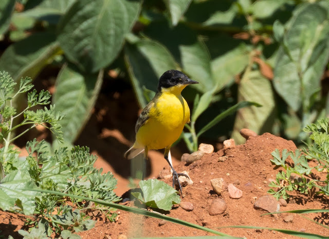 Yellow Wagtail - ssp feldegg - Mandria, Cyprus Yellow Wagtail - ssp feldegg - Mandria, Cyprus