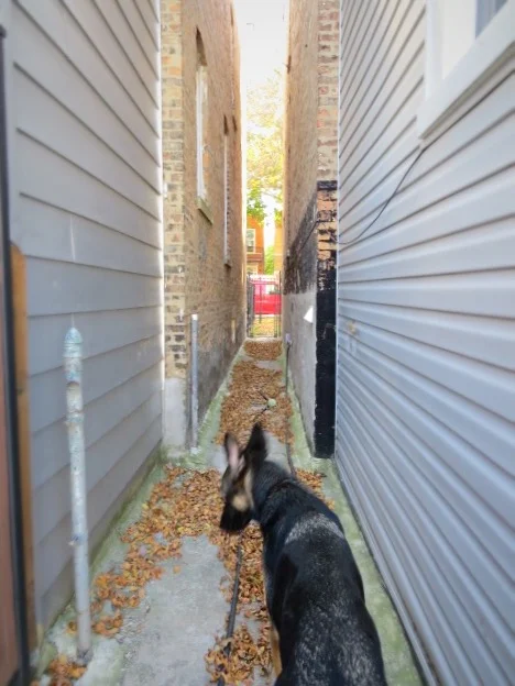 Finn in the gangway