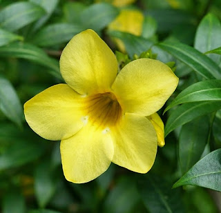  Bunga alamanda yaitu bunga yg indah & elok Manfaat & Khasiat Bunga Alamanda ( Allamanda Cathartica L.)