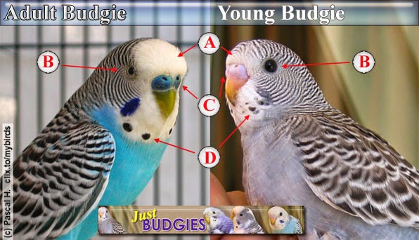 How Can You Tell How Old Your Budgie Is 104