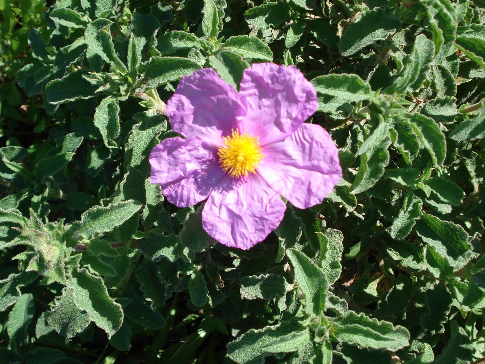 Kretische Zistrose (Cistus Incanus Ssp. Creticus): Habitus Bestimmen - Kretische Zistrose