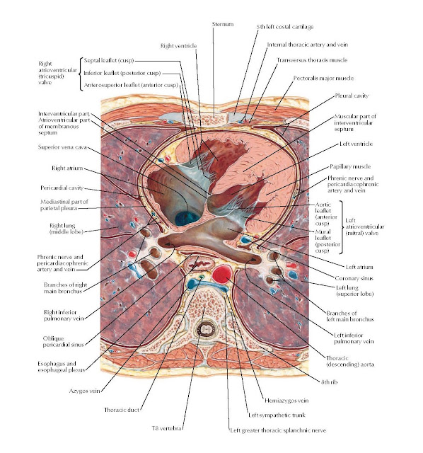 Mediastinum: Cross Section Anatomy  Left greater thoracic splanchnic nerve, Left sympathetic trunk, Hemiazygos vein 8th rib, Thoracic (descending) aorta, Left inferior pulmonary vein, Branches of left main bronchus, Left lung (superior lobe), Coronary sinus, Left atrium, Phrenic nerve and pericardiacophrenic artery and vein, Papillary muscle.  Left ventricle, Muscular part of interventricular septum, Pleural cavity, Pectoralis major muscle, Transversus thoracis muscle, Internal thoracic artery and vein, Sternum 5th left costal cartilage, Right ventricle, Interventricular part, Atrioventricular part of membranous septum, Superior vena cava, Right atrium, Pericardial cavity, Mediastinal part of parietal pleura, Right lung (middle lobe), Phrenic nerve and pericardiacophrenic artery and vein, Branches of right main bronchus, Right inferior pulmonary vein, Oblique pericardial sinus, Esophagus and esophageal plexus, Azygos vein, Thoracic duct T8 vertebra, Left atrioventricular (mitral) valve, Aortic leaflet (anterior cusp), Mural leaflet (posterior cusp), Anterosuperior leaflet (anterior cusp), Inferior leaflet (posterior cusp), Septal leaflet (cusp).