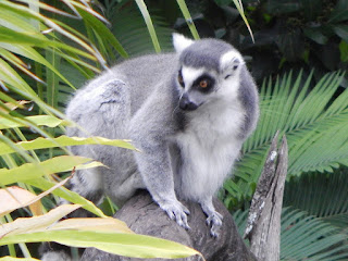 Endangered Lemur