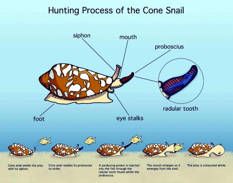 cone snail harpoon speed cone snail harpoon speed