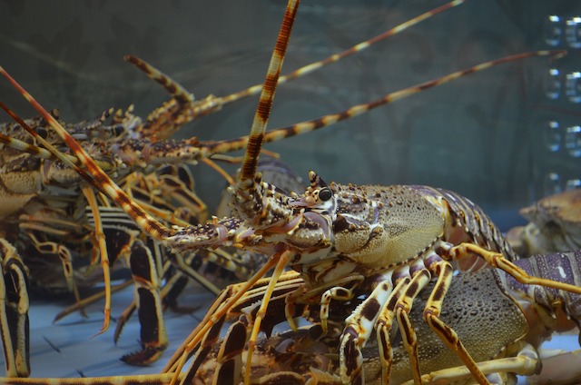 Lobster Berusia 100 Tahun Tujuh Hewan Tertua dan Langka yang Binasa Manusia