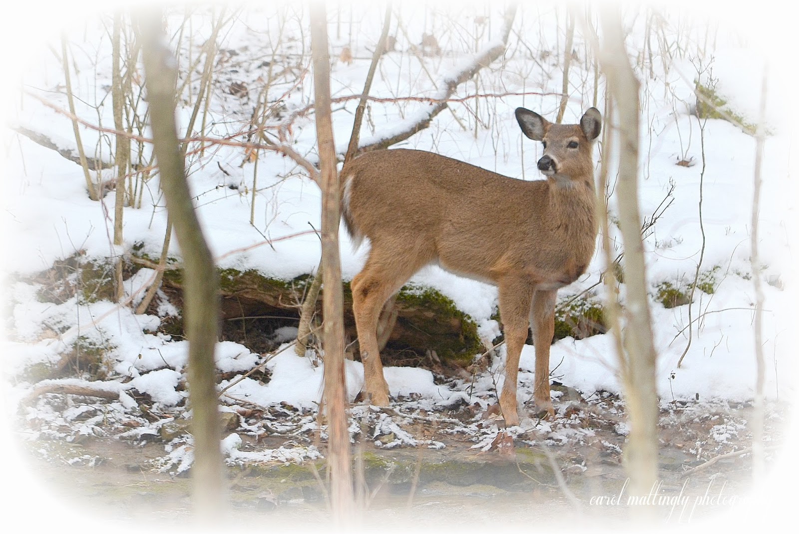 Carol Mattingly Photography White Tailed Deer in Snow