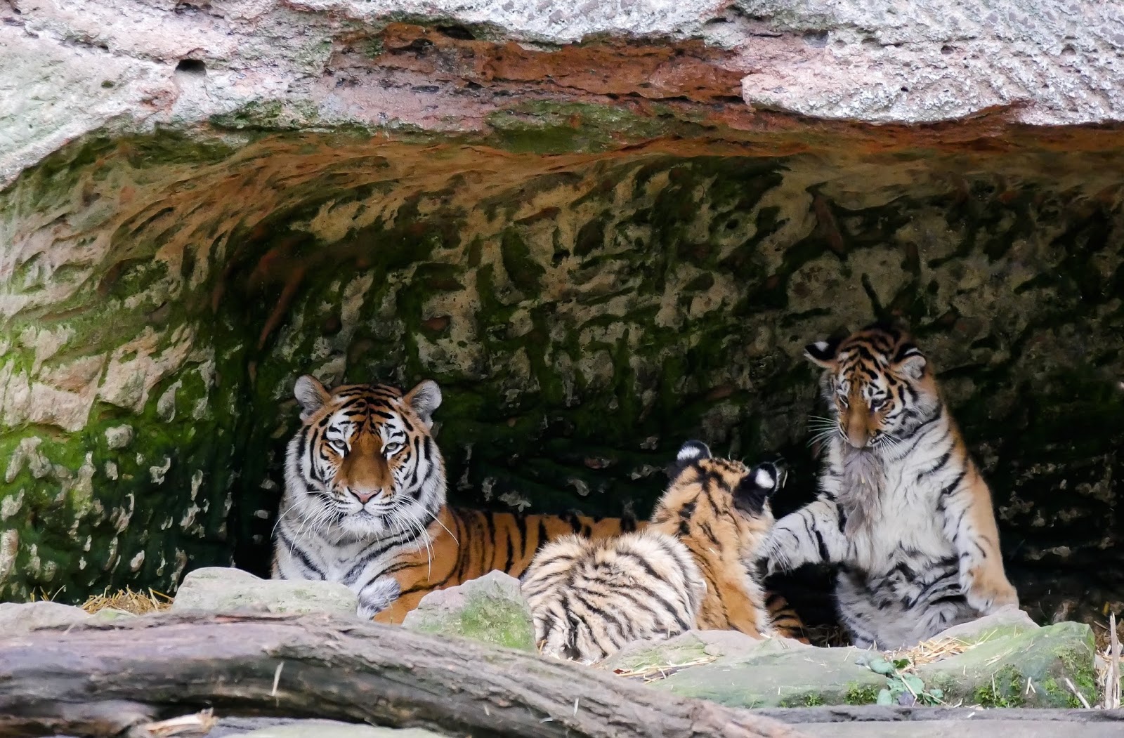 Picture of a tiger cub with their mother. Picture of a tiger cub with their mother.