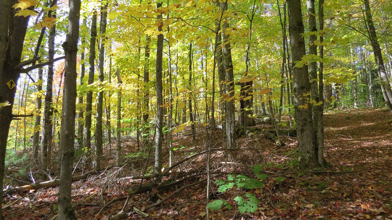 Jericho, Vermont Photos Jericho VT Scenes October is for walking