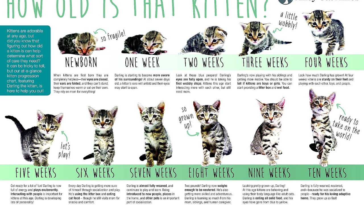 How Much Feed Cat Cat Choices